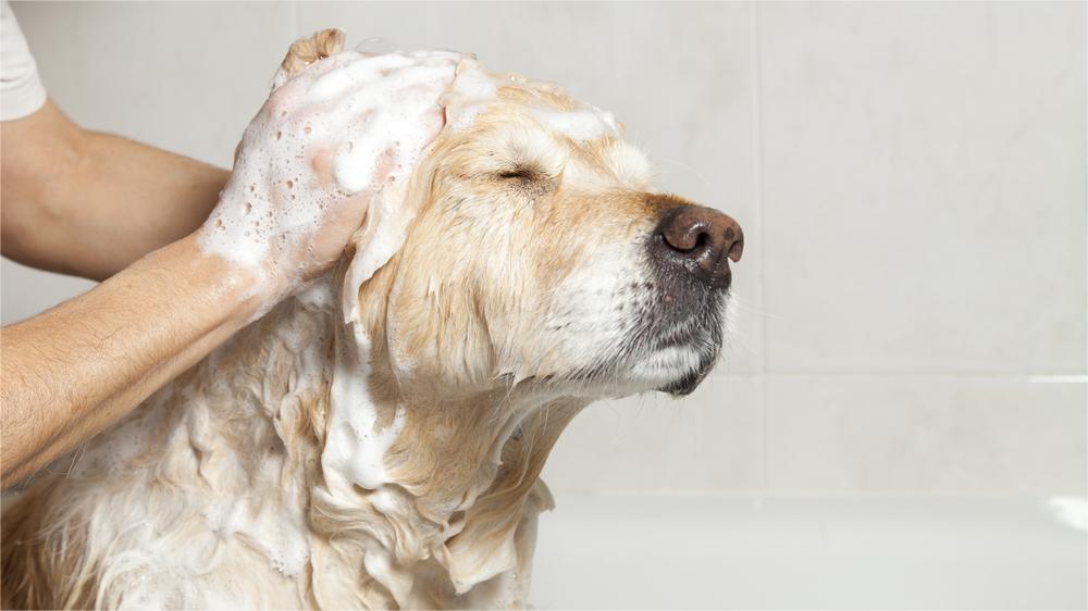 pet and human skin care, are they different