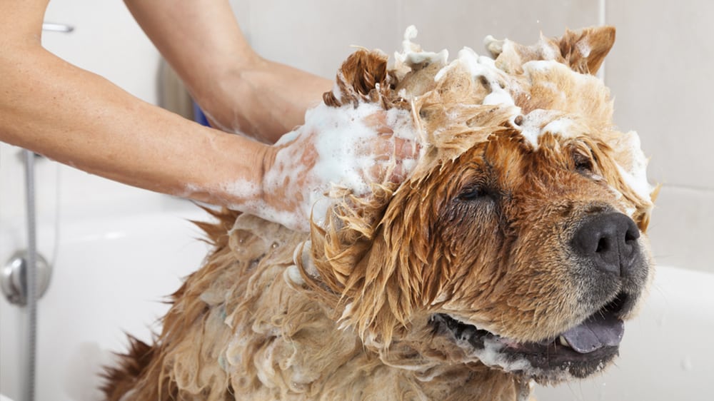 different types of pet shampoo